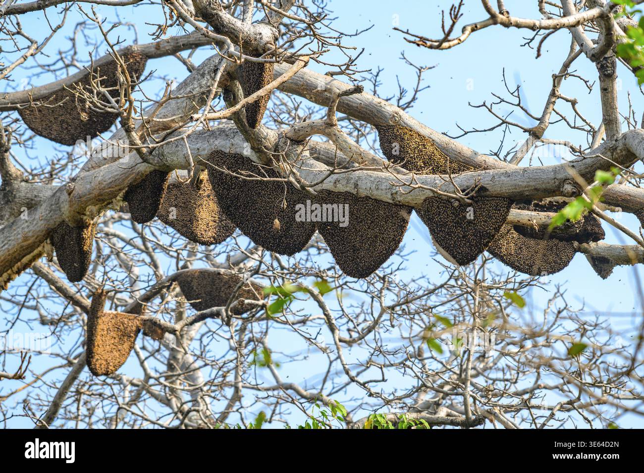 Colonie di api magre giganti (Apis dosrata) nel Jim Corbett NP, Uttharakhand, India settentrionale. Foto Stock