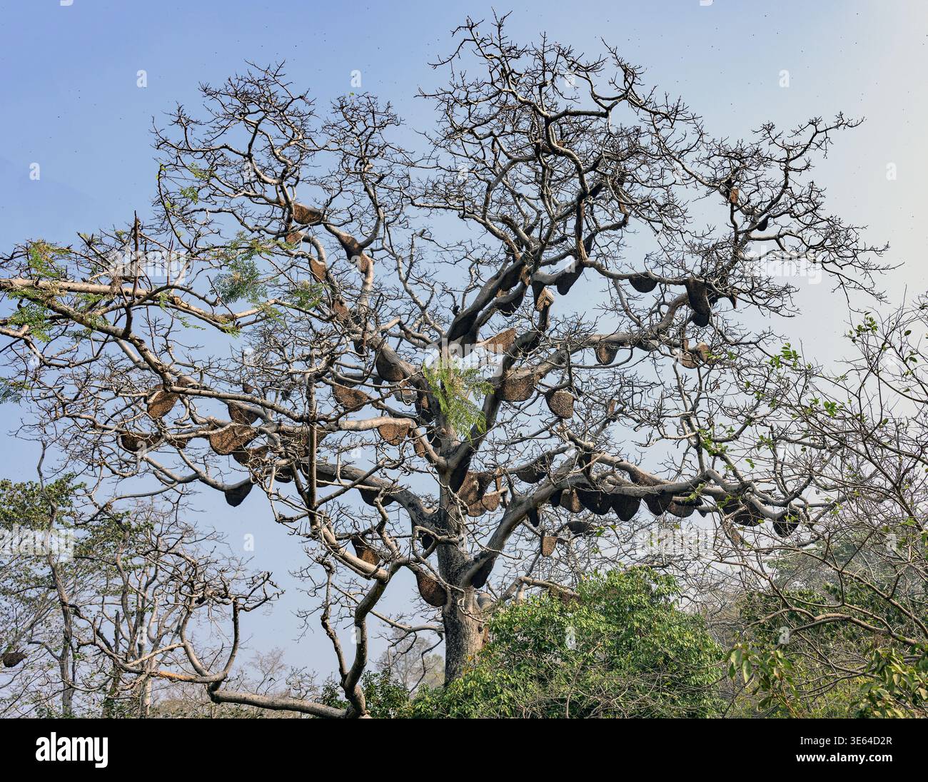 Albero con colonie numerose di api ghinee giganti (Apis dosrata) nel Jim Corbett NP, Uttharakhand, India settentrionale. Foto Stock