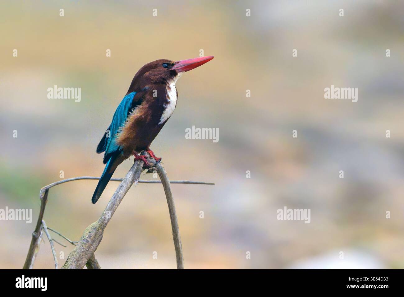kingfisher dalla gola bianca (Halcyon smyrnensis) proveniente da Jim Corbett NP, Uttharakhand, India settentrionale. Foto Stock