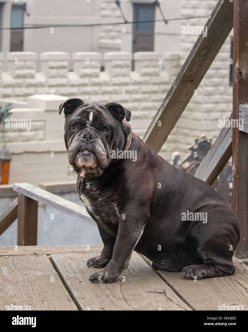 Vecchio bulldog inglese che posa per un ritratto di luce naturale mentre si siede su un tronco di legno Foto Stock