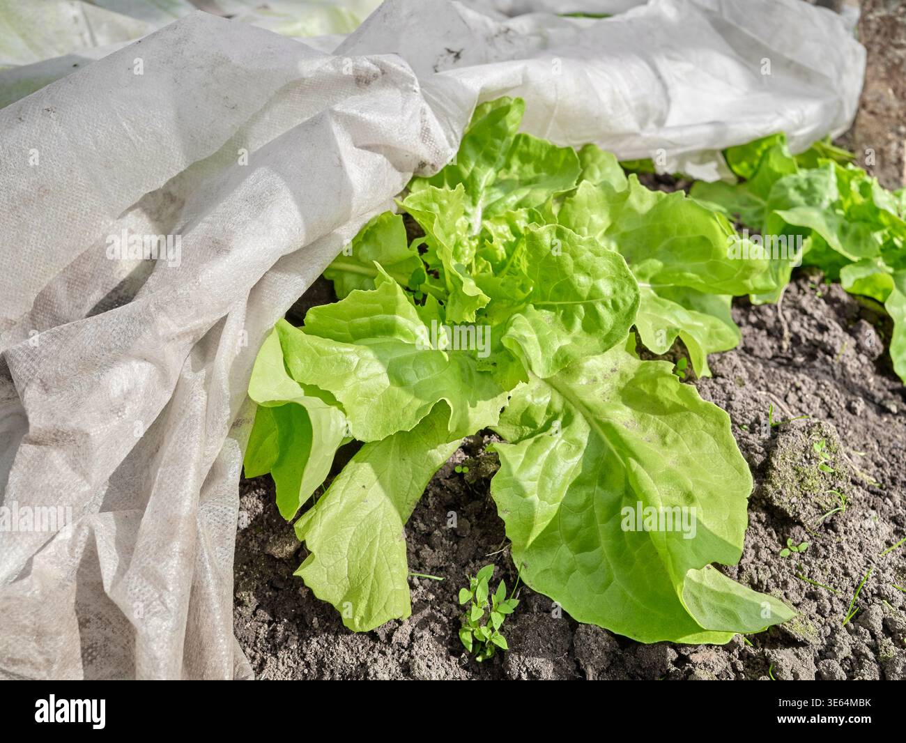 Coltivazione di lattuga biologica in serra, focalizzazione selettiva. Foto Stock