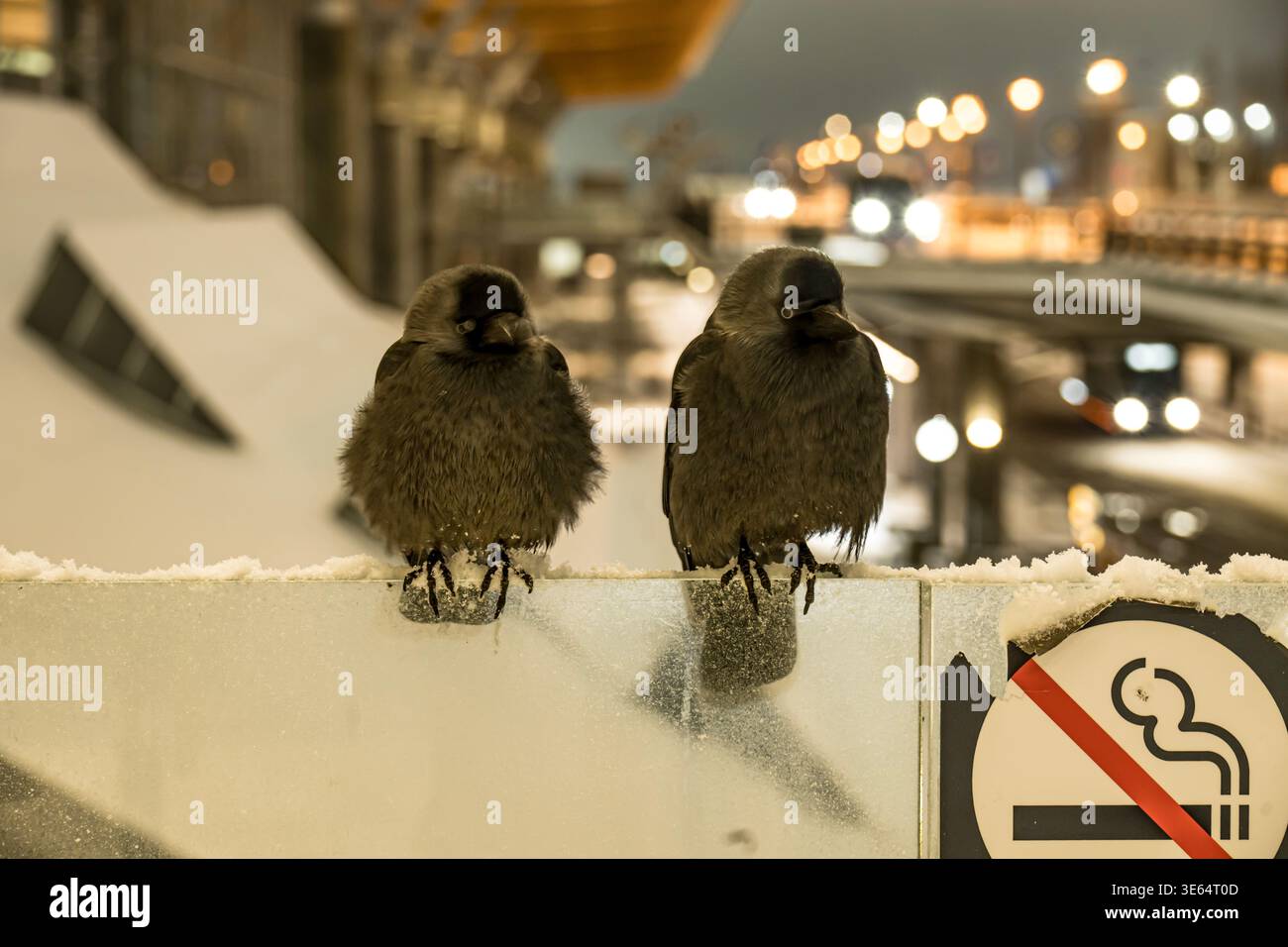 Due piccoli uccelli, probabilmente jackdaws, si aprono vicino insieme su una ringhiera innevata all'aeroporto di Oslo durante una fredda serata invernale. Foto Stock