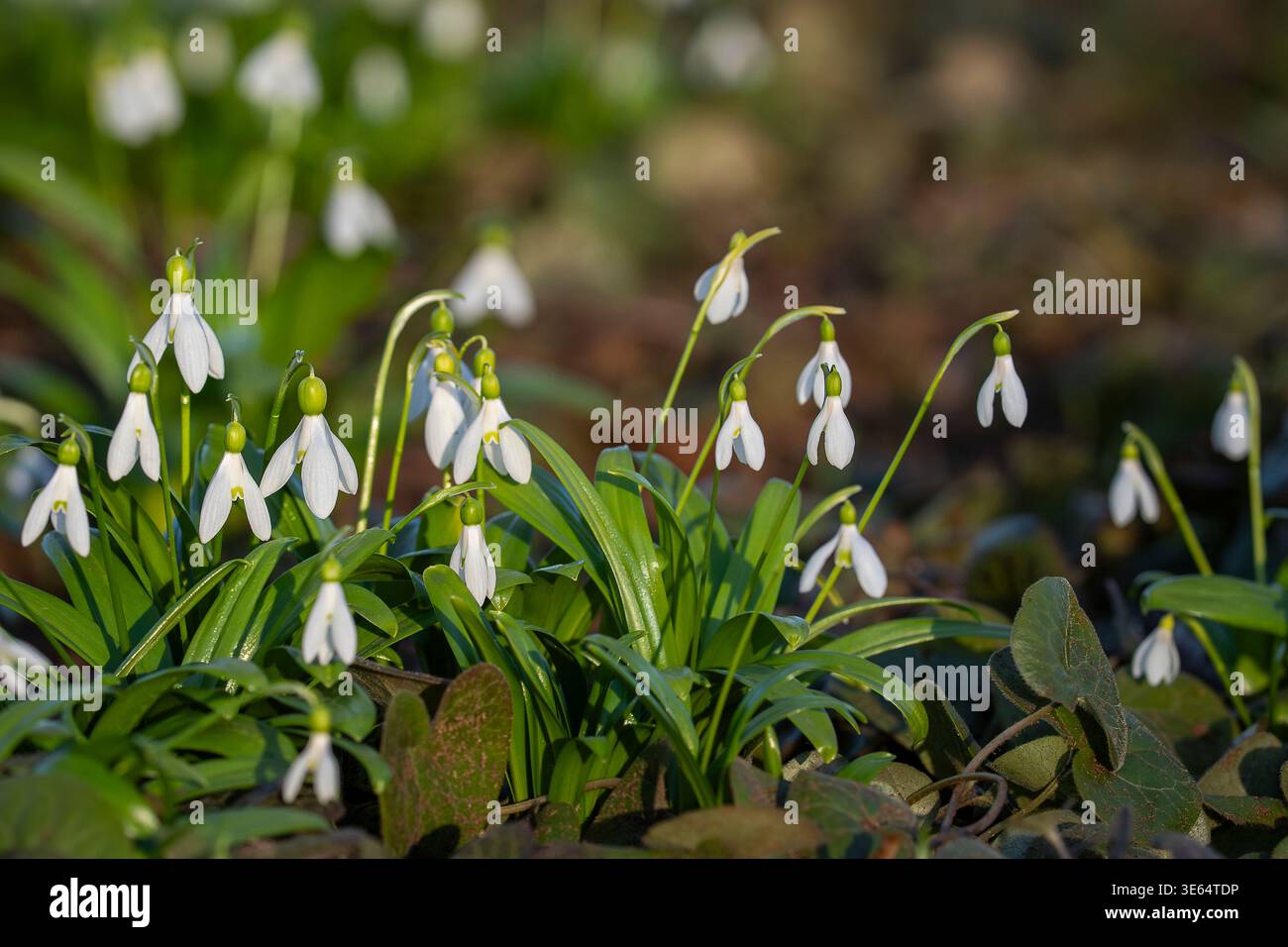 Gocce di neve (Galanthus nivalis) fioriscono alla luce del sole primaverile, delicati fiori bianchi. Primo piano di fiori di neve (Galanthus nivalis). Foto Stock