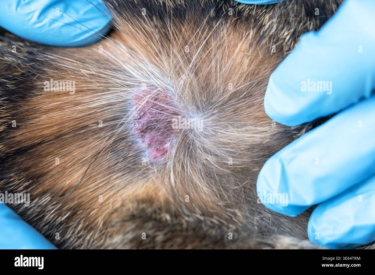 Il veterinario con i guanti esamina la lesione fungina della pelle sul gatto, la verosimile tigna catturata all'aperto, il punto calvo visibile, l'inizio della terapia veterinaria. Foto Stock