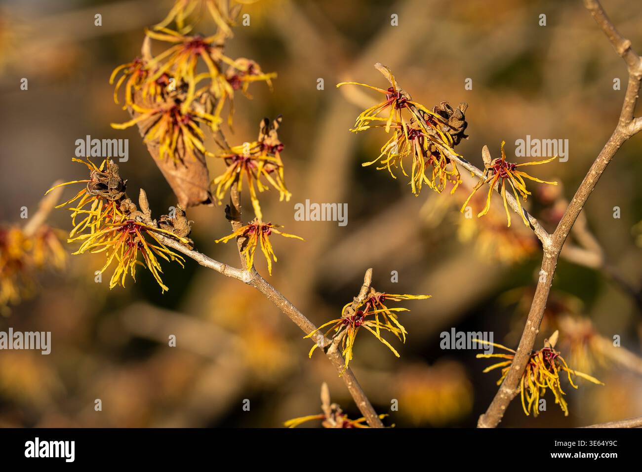 Nocciola strega (Hamamelis x intermedia «Jelena») in fiore all’inizio della primavera, con delicati petali gialli-arancioni simili a un nastro alla luce calda del sole. Foto Stock