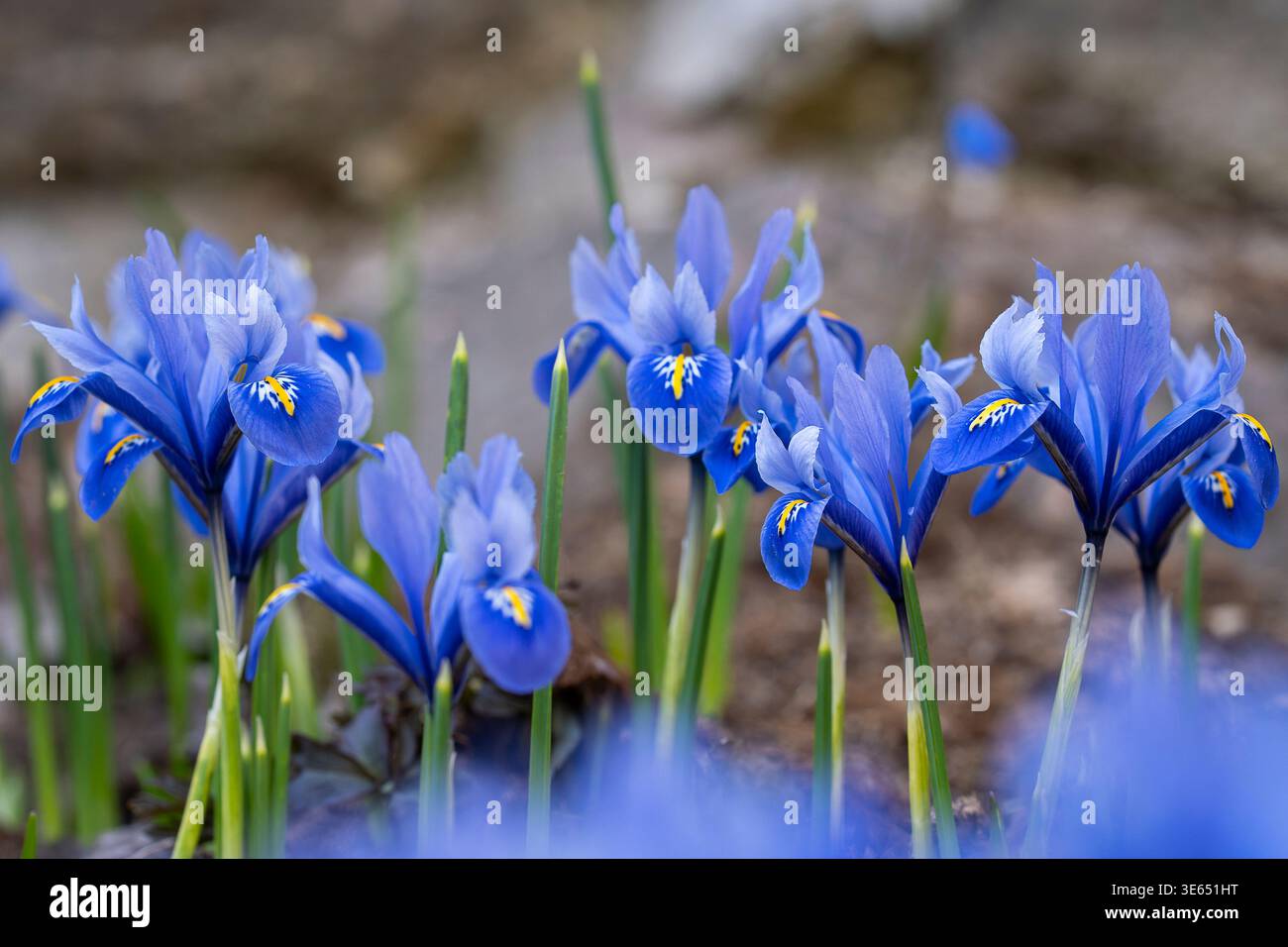 Iris nano blu (Iris reticulata «Alida») in fiore all’inizio della primavera, petali vibranti con accenti gialli che emergono dal suolo. Foto Stock
