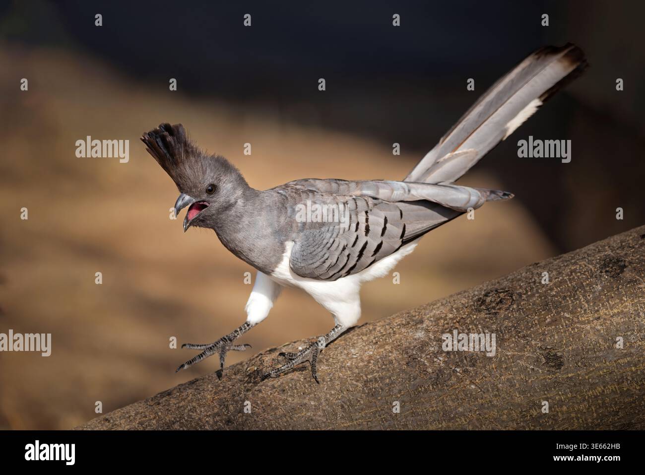 Uccello da asporto con panciotto bianco (Corythaixoides leucogaster) sulla roccia nella Tarangire Conservation area, Tanzania Foto Stock