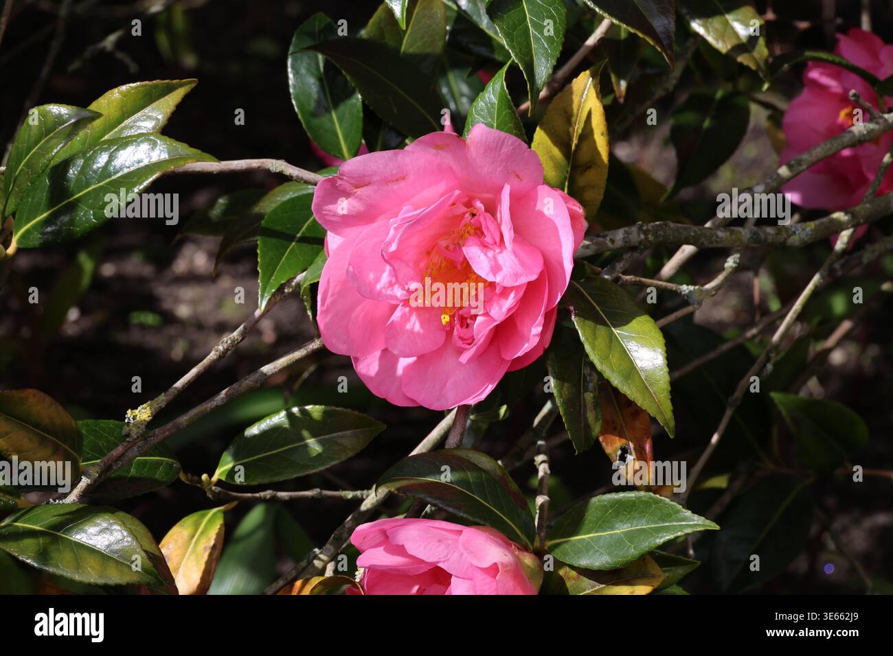 Camellia x williamsii "Mary Phoebe Taylor". Rosa scuro maturo forma il fiore di camelia. Foto Stock
