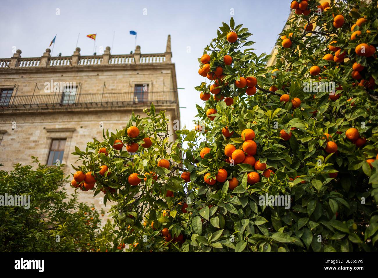 Vista ad angolo basso degli aranci amari carichi di splendidi frutti maturi contro uno storico edificio in pietra con tetto in balaustra a Valencia, Spagna. Foto Stock