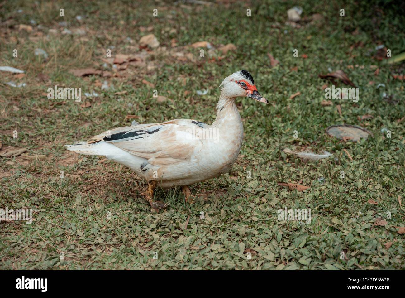 Anatra bianca muscolosa con caruncoli rossi e segni neri che si nutrono su erba verde e sporco in un ambiente rurale all'aperto, tranquillo scenario diurno di cupola Foto Stock