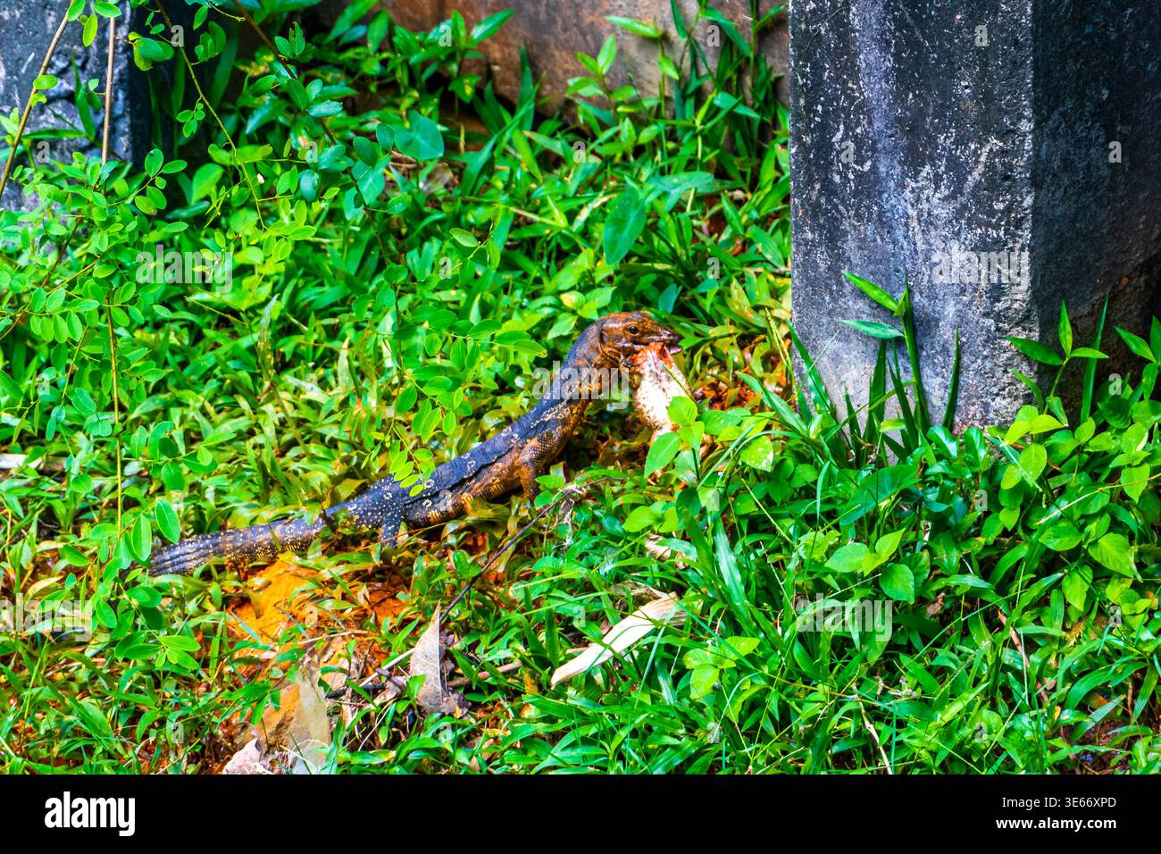 La lucertola del monitor mangia un rospo di rana nell'erba di un fiume sul lago a Patong Beach, nel distretto di Kathu, nella provincia dell'isola di Phuket, nella Thailandia meridionale a Sout Foto Stock