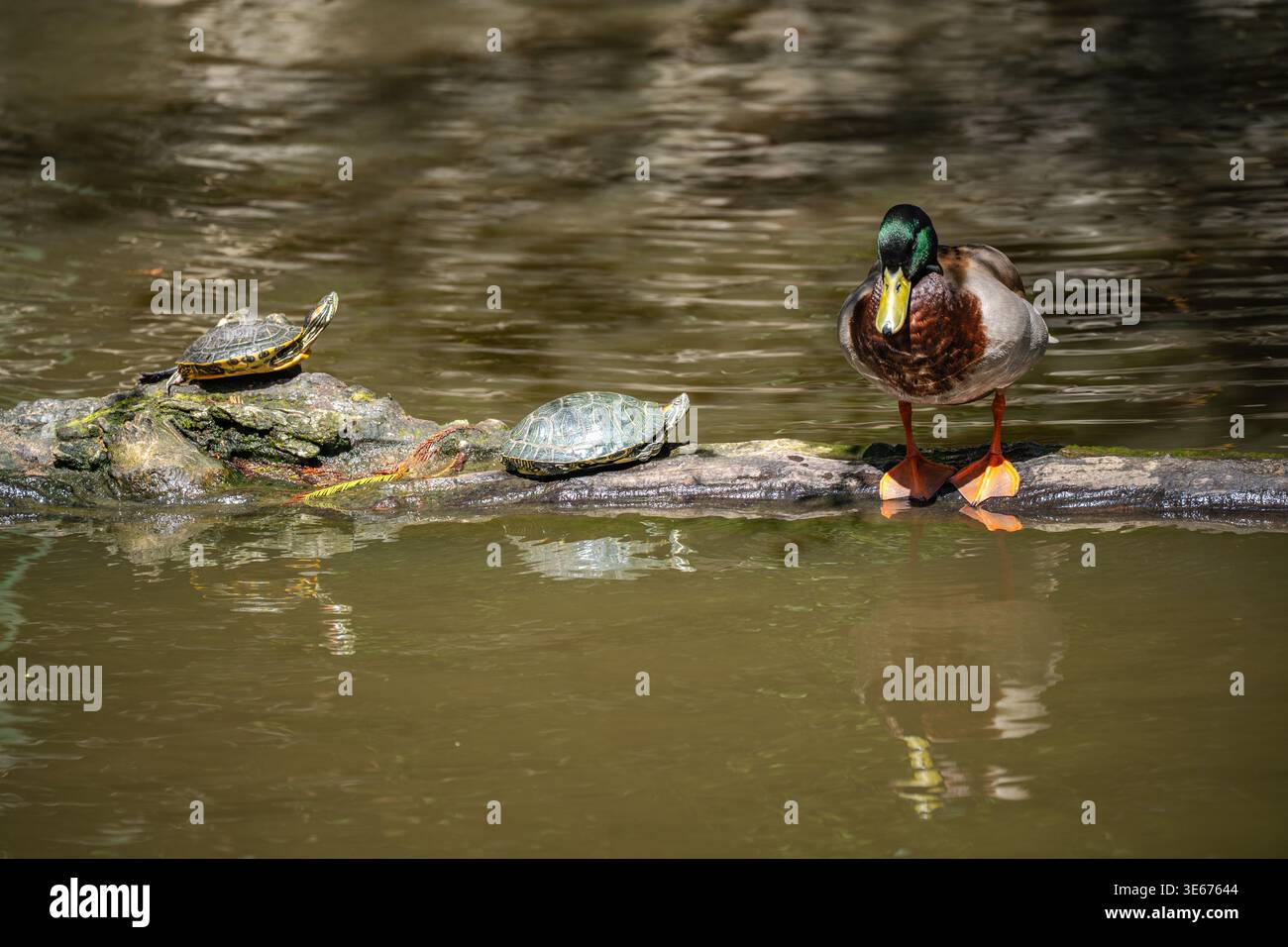 L'anatra Mallard e le tartarughe di scorrimento dalle orecchie rosse si trovano sul laghetto di tronchi Foto Stock