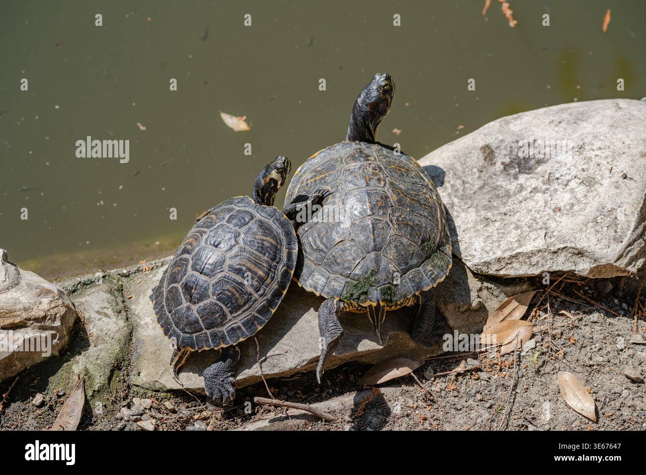 La tartaruga abbraccia una tartaruga più grande ai margini del laghetto Foto Stock
