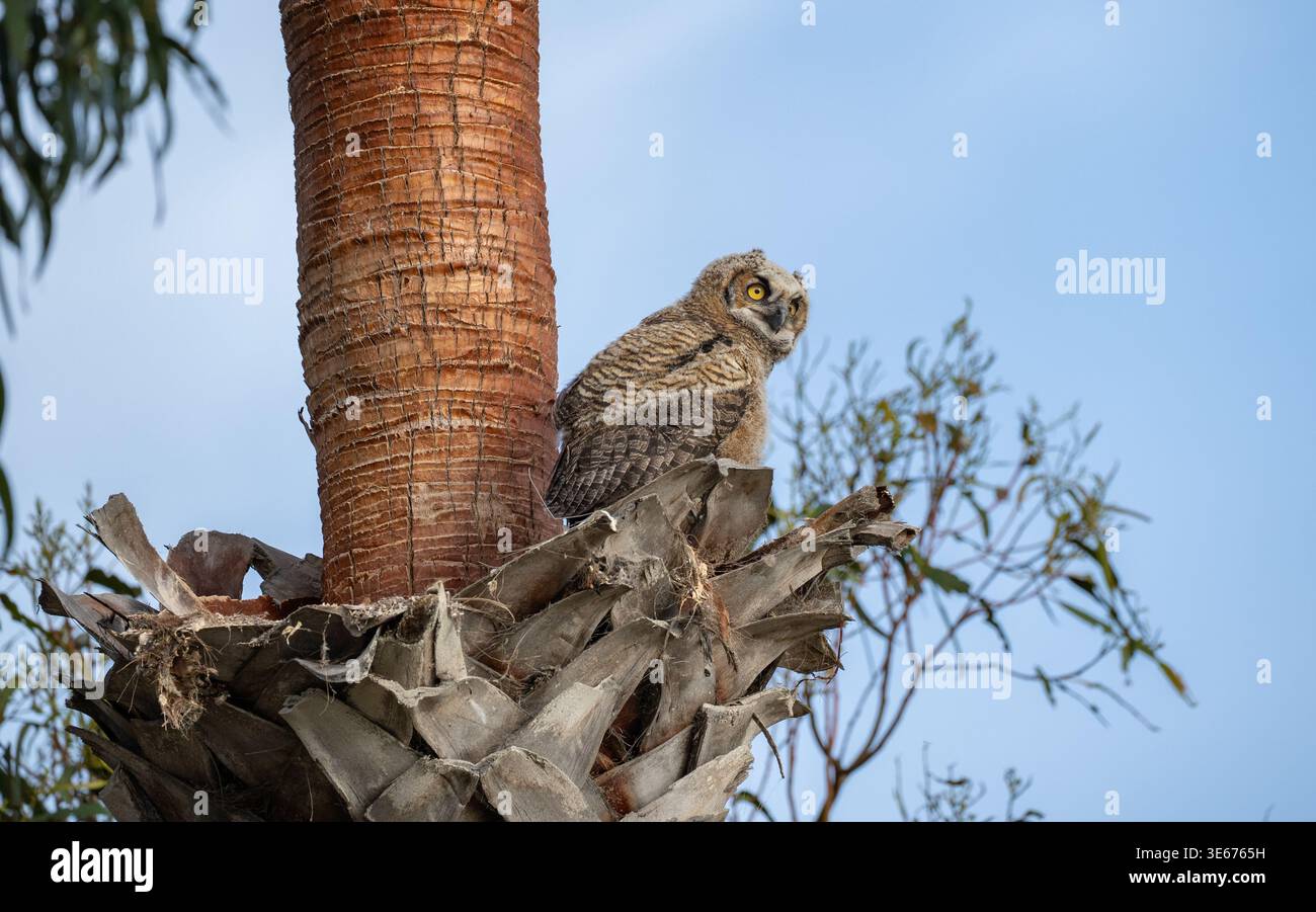 Giovane fuzzy grande gufo cornuto seduto nel nido di palma Foto Stock