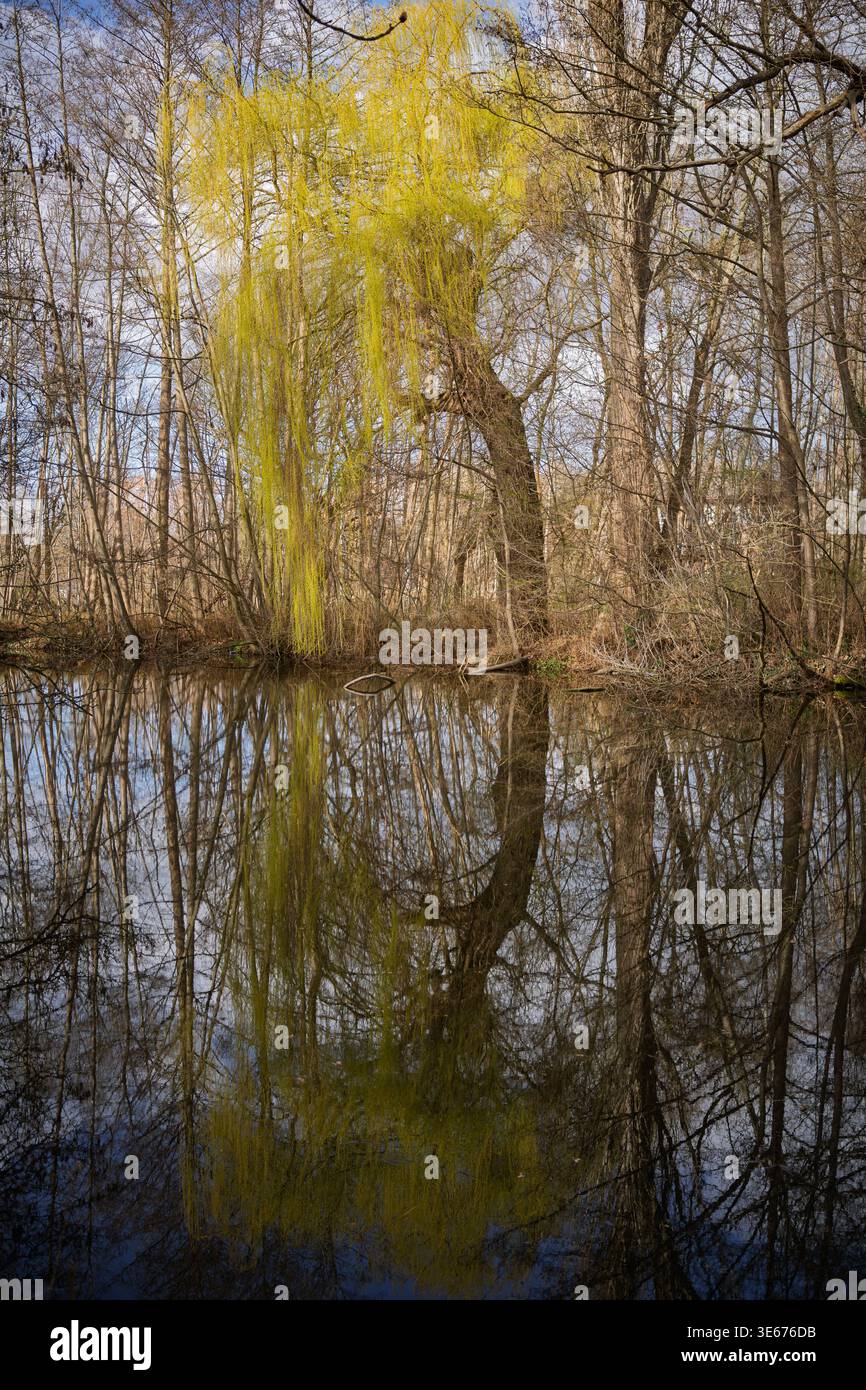 Un vivace salice ricoperto da nuovi boccioli di primavera Foto Stock