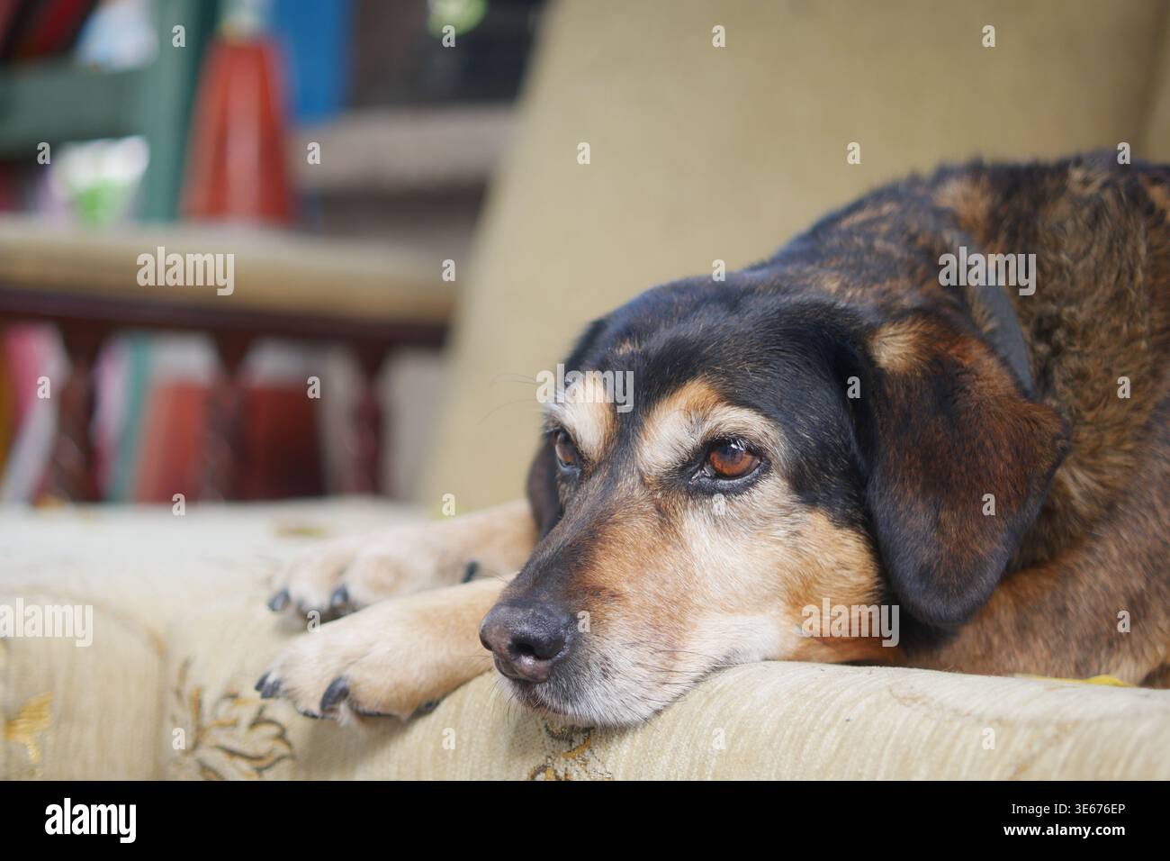 Il cane riposa su un divano in un accogliente spazio interno Foto Stock