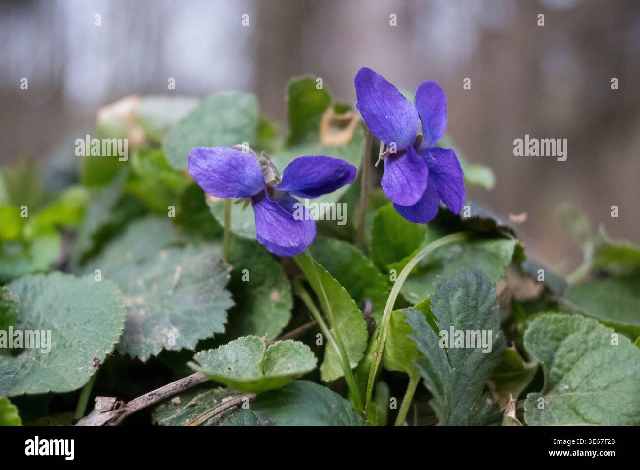 Primo piano di violette selvatiche che fioriscono all'inizio della primavera. I ricchi fiori viola contrastano con il variegato fogliame verde, mentre i ramoscelli asciutti e il soffice bac sfocato Foto Stock