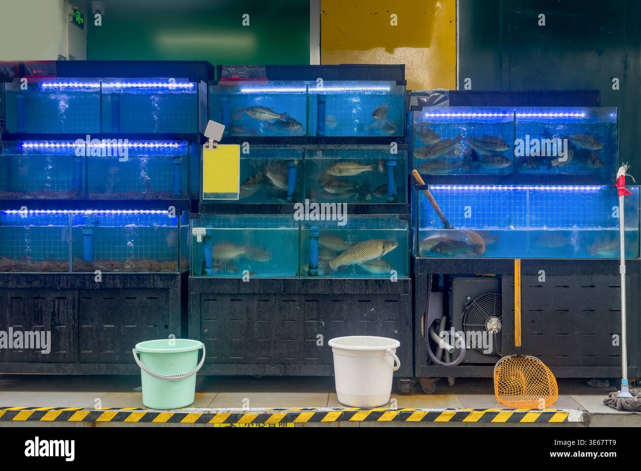 Mercato del pesce di Hong Kong. I pesci nuotano tranquillamente in vasche blu impilate. Le luci a LED si illuminano sotto l'acqua. Secchi e uno straccio si trovano sul pavimento. Ventilatore e rete nelle vicinanze. Questa scena suggerisce un mercato del pesce o un negozio Foto Stock