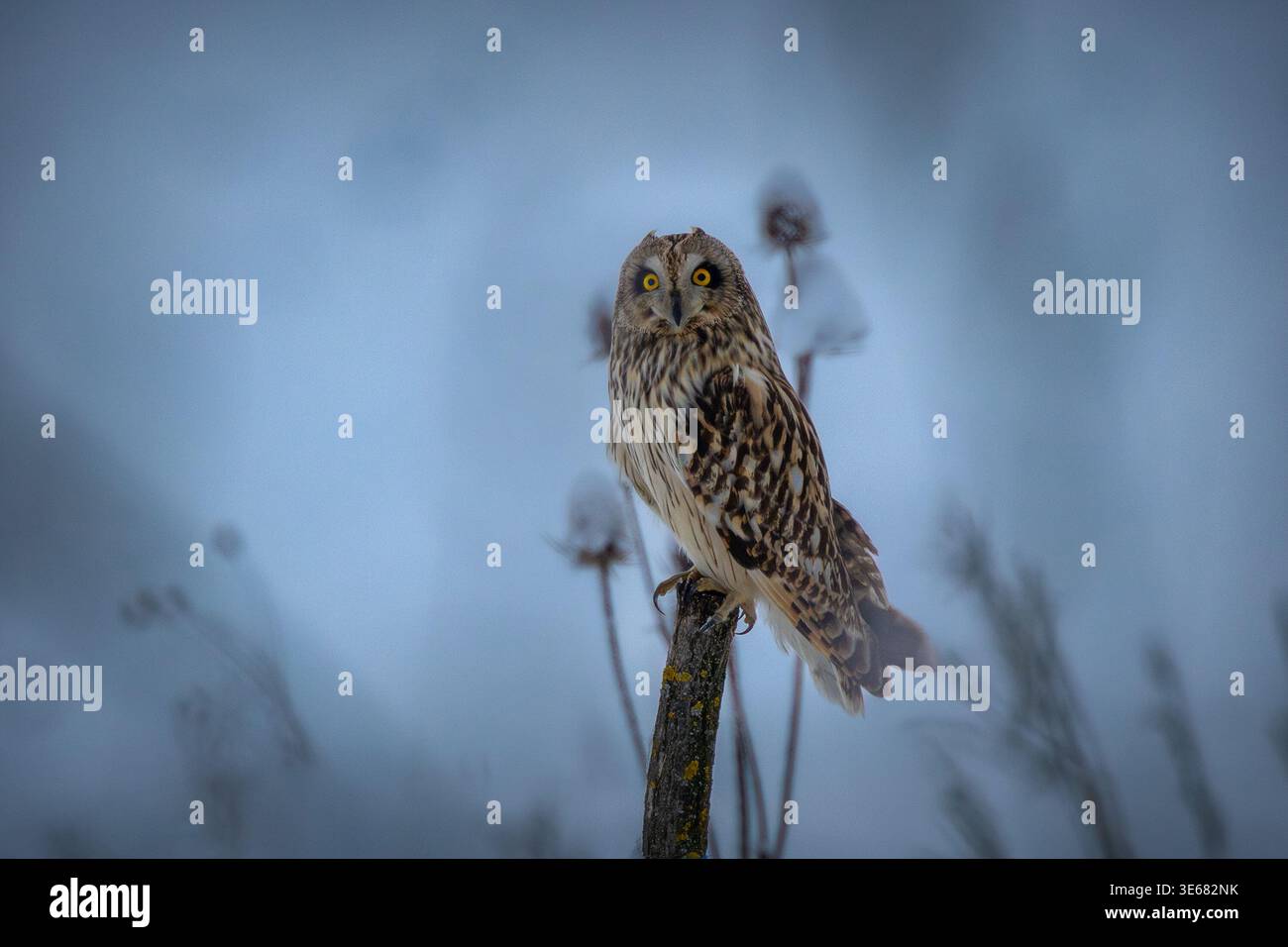Gufo dalle orecchie corte (Asio flammeus) appoggiato su palo di legno durante una fredda giornata invernale Foto Stock
