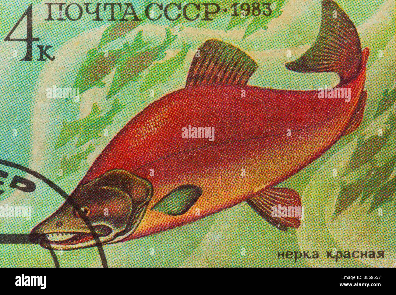 Il timbro postale stampato in URSS (CCCP, Unione sovietica) mostra oncorhynchus nerka (sockeye, salmone rosso o blueback) Foto Stock