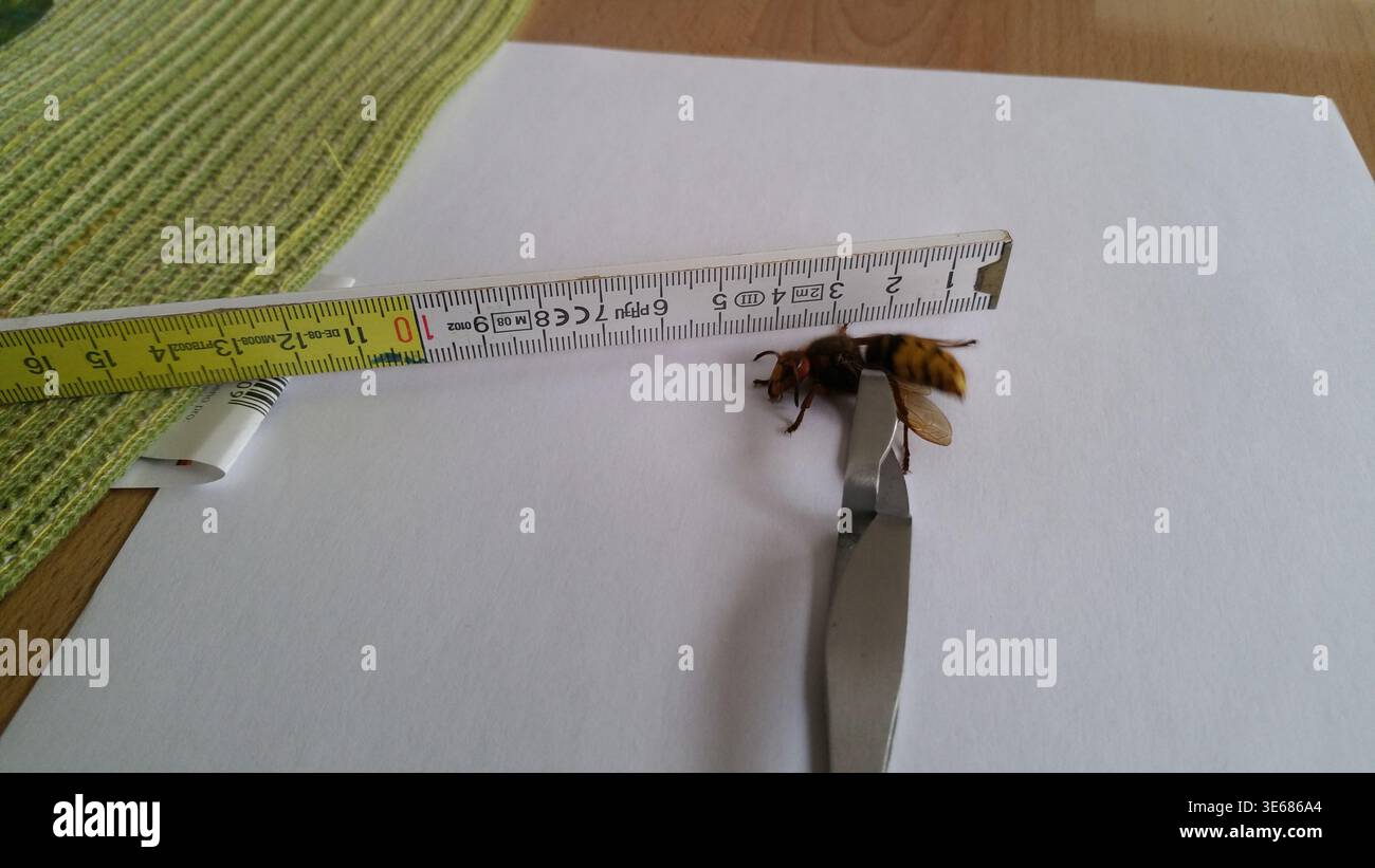 Punto morto su carta bianca misurato con pinzette in metallo e righello pieghevole, primo piano su una scrivania in legno con grani ad ala, pungiglione e polline Foto Stock