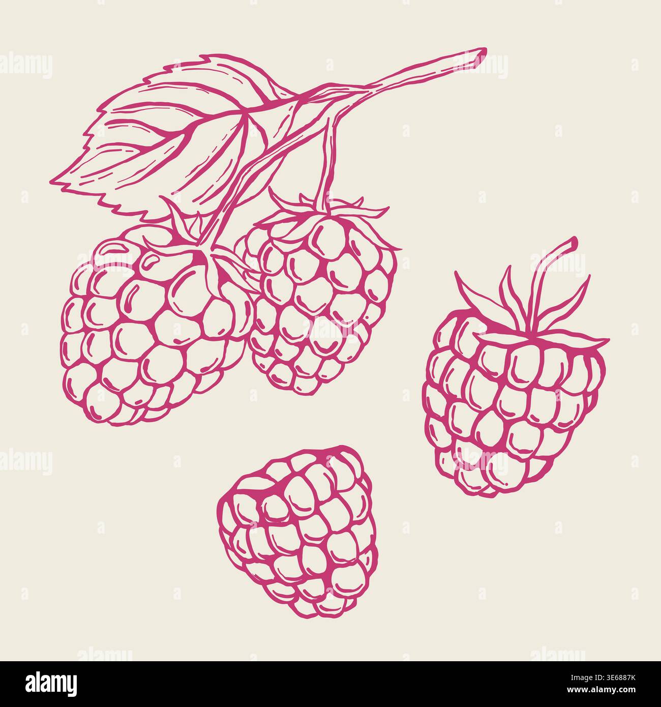 Set acquerello di lamponi. Elementi vintage di cespugli di lamponi con foglie e bacche rosa acquerello su sfondo trasparente. Foresta profumata Illustrazione Vettoriale