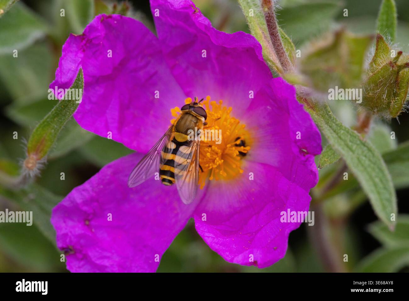 L'hoverfly a banda comune che si nutre da una rosa di roccia. Foto Stock