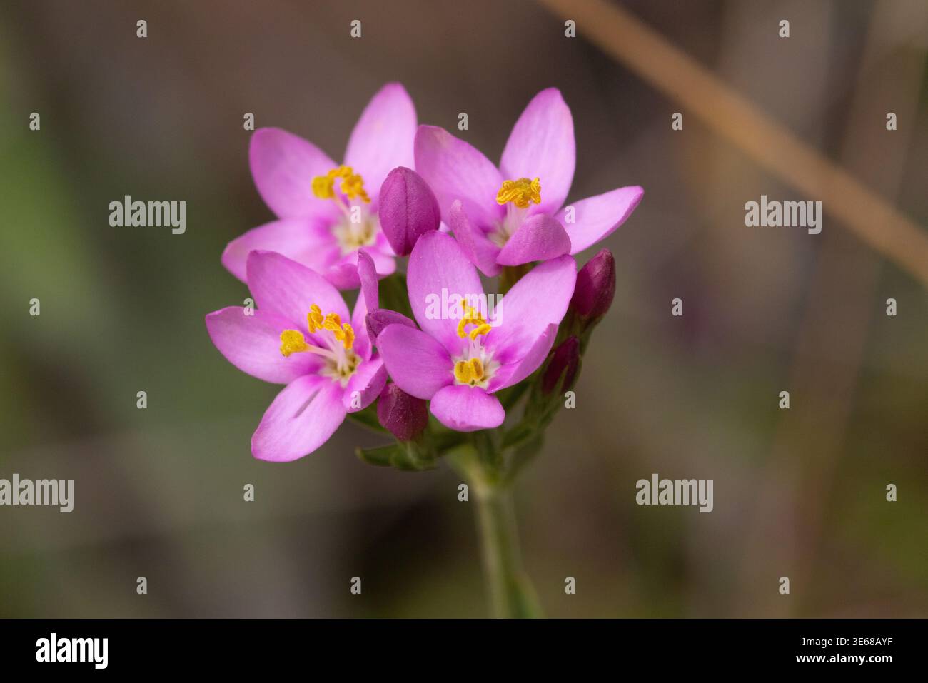 Immagine ravvicinata di un centesimo comune. Foto Stock