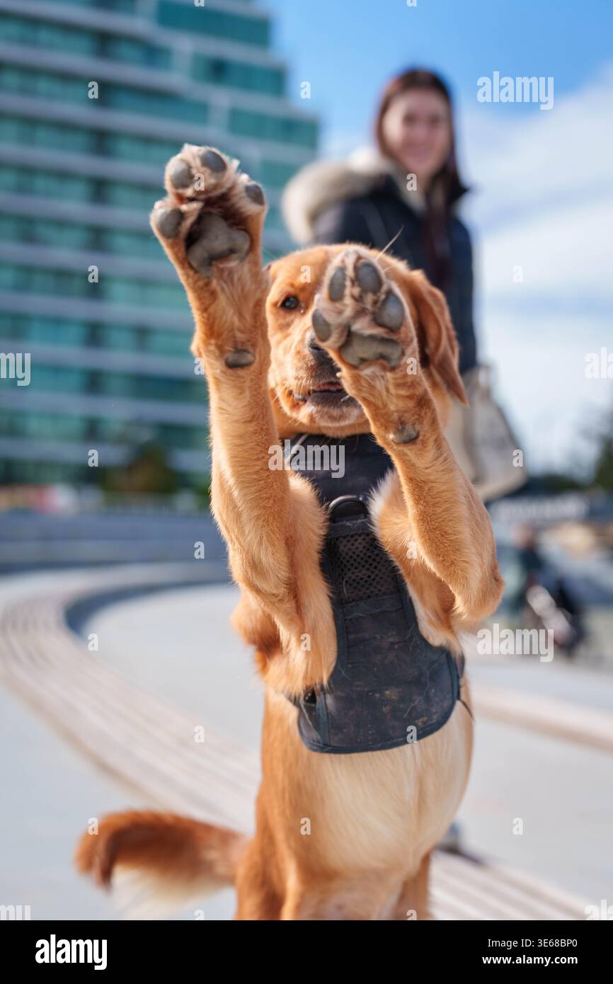 Cucciolo che indossa l'imbracatura e l'impostazione guinzaglio in posizione di parcheggio Foto Stock