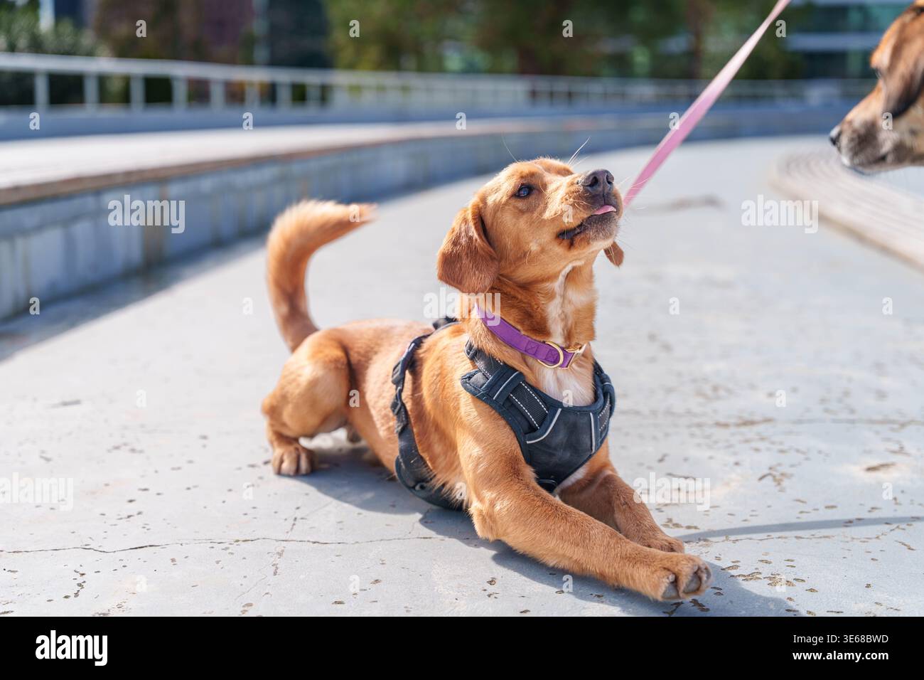 Cucciolo che indossa l'imbracatura e l'impostazione guinzaglio in posizione di parcheggio Foto Stock