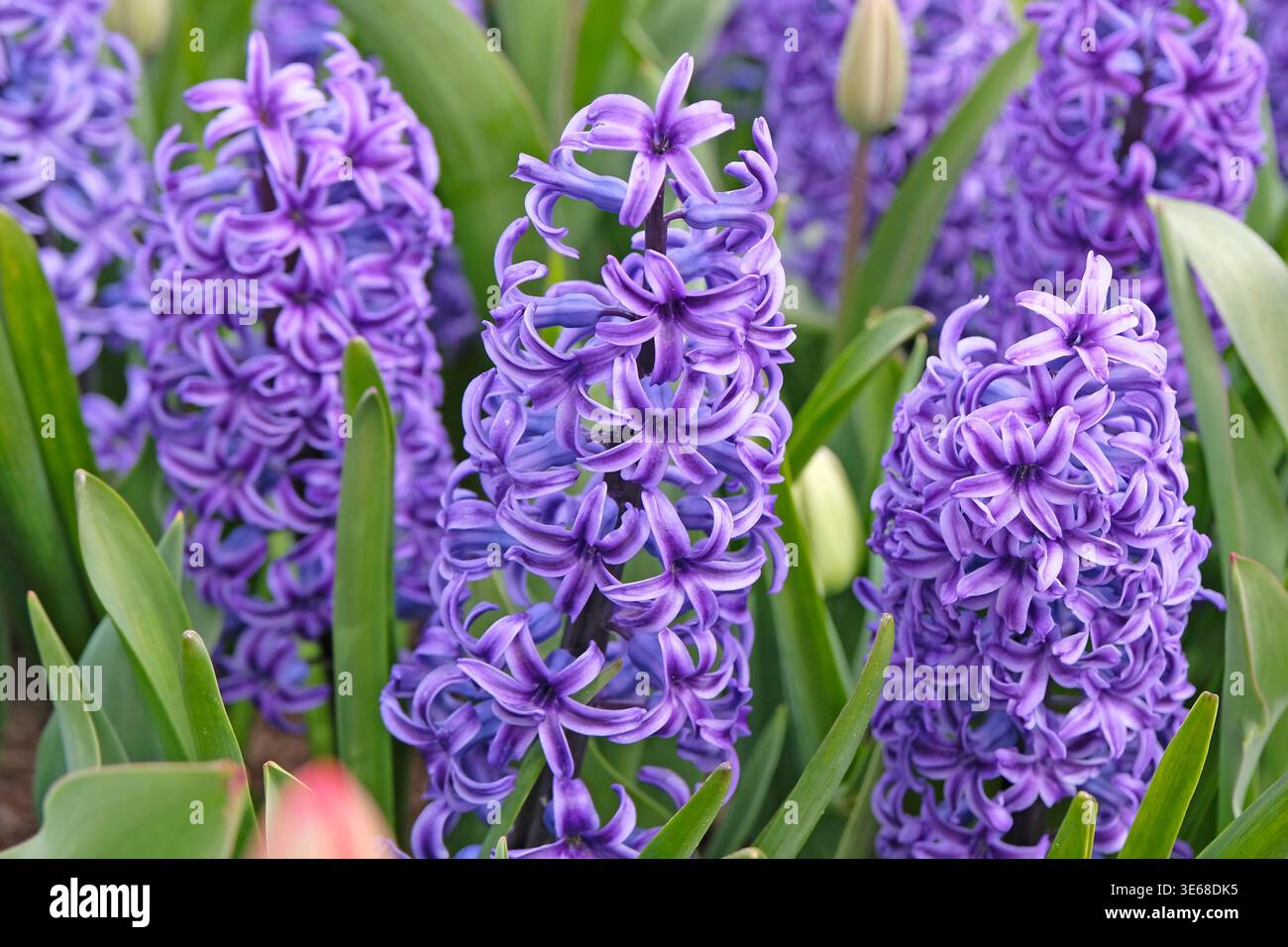 Giacinto blu viola «perla blu» in fiore. Foto Stock