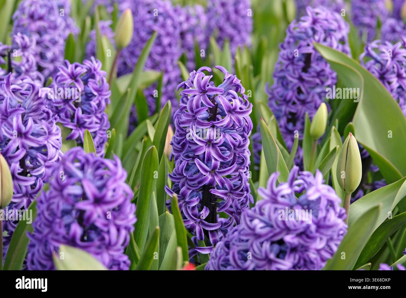 Giacinto blu viola «perla blu» in fiore. Foto Stock