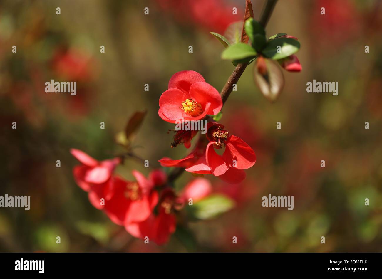 Pianta di cotogna in fiore (Chaenomeles x superba) Foto Stock