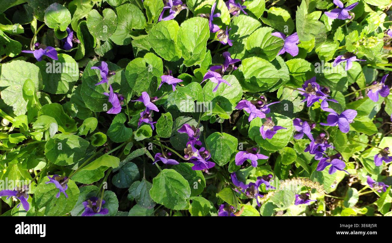 Violette selvatiche che crescono tra foglie verdi lussureggianti. I primi fiori primaverili nell'erba verde. Foto Stock