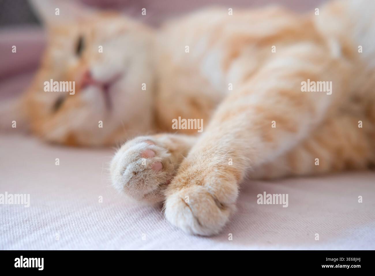 Un gatto malato dopo l'anestesia giace in un pannolino. Foto Stock