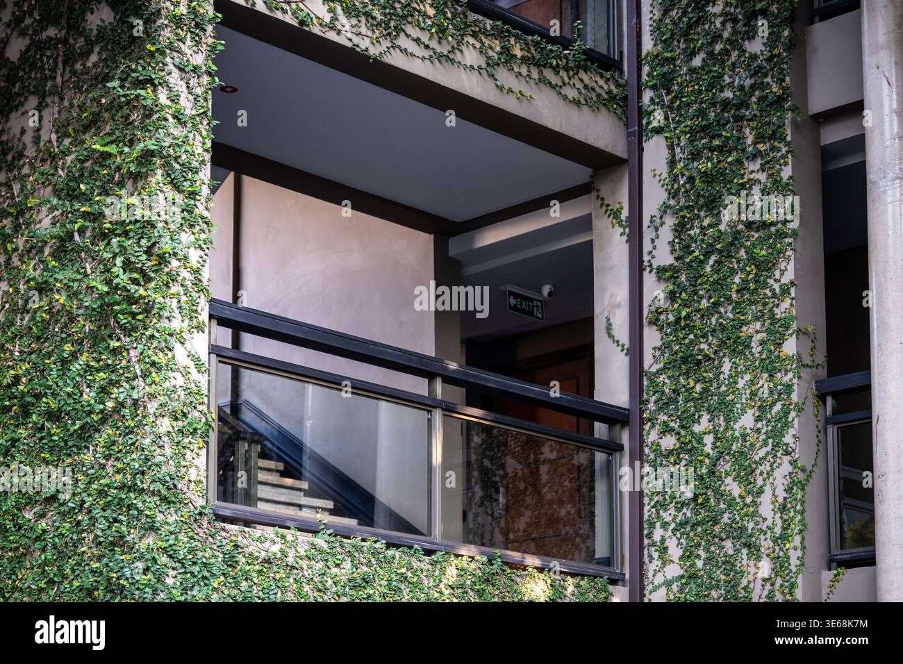 Piante tropicali verdi che si arrampicano sulle pareti di un edificio residenziale, piante esotiche che ricoprono la facciata. Foto Stock