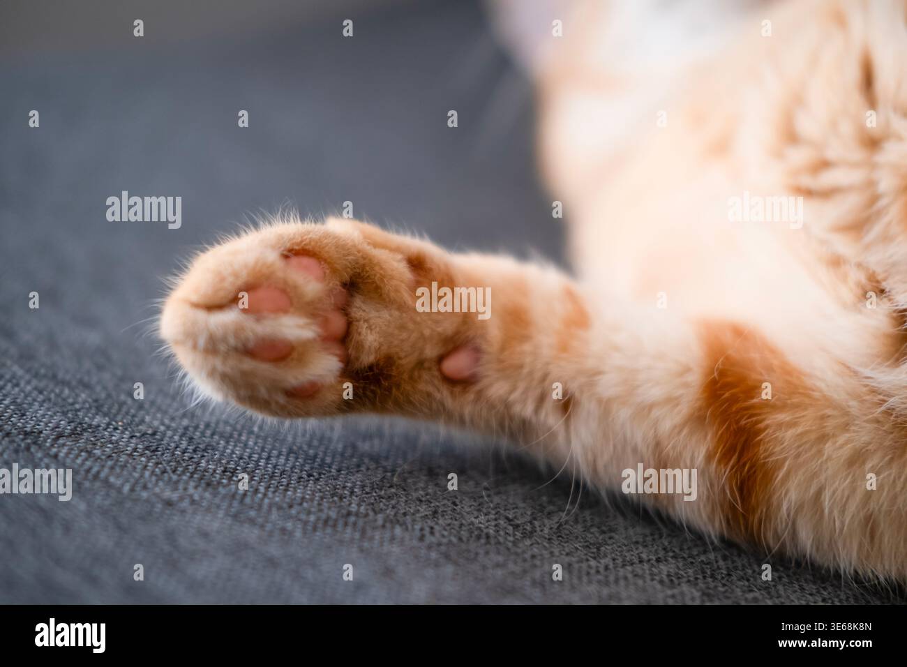 Zampa di gatto sul divano. Foto Stock