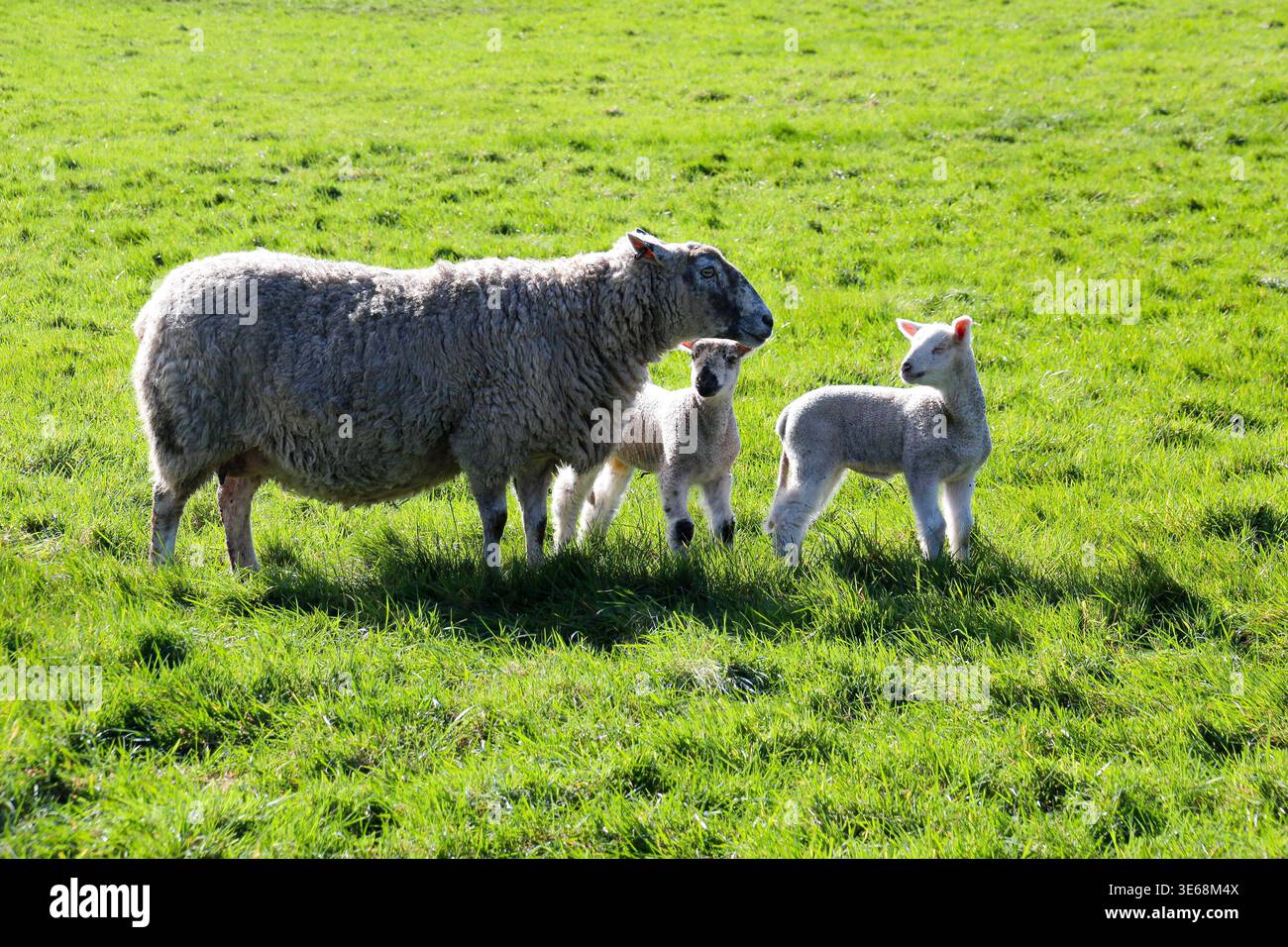 Pecore madre e due agnelli in campo Foto Stock