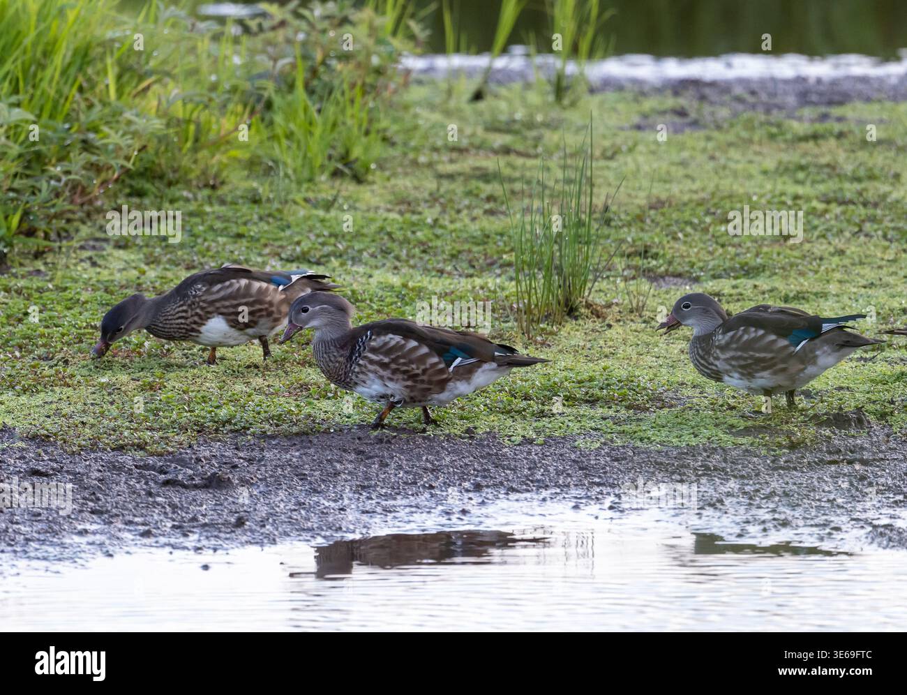Tre anatre si arenano lungo un bordo verde di acqua mordente in una lussureggiante zona umida. La scena mette in evidenza la fauna selvatica del Regno Unito in un tranquillo habitat naturale con vegetati Foto Stock