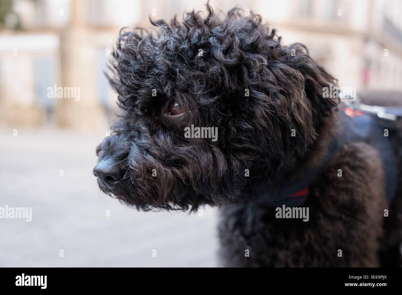 Primo piano di un barboncino nero dai capelli ricci Foto Stock