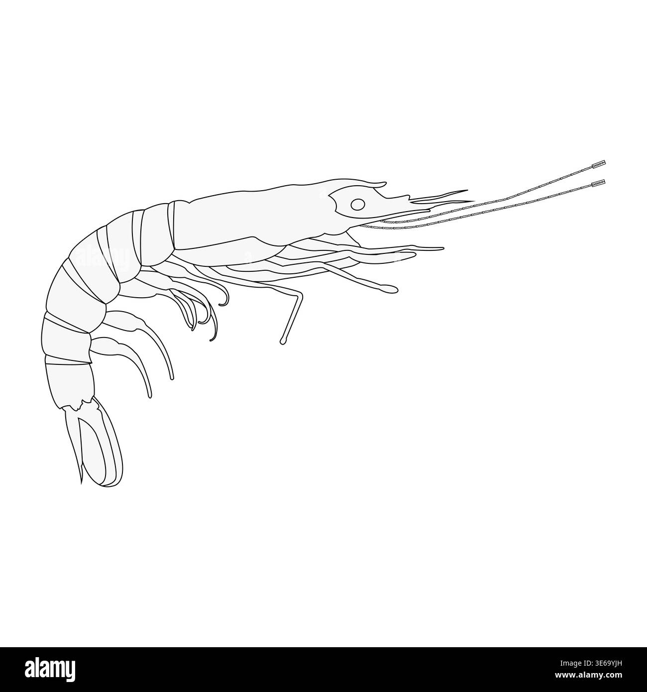 Disegno dettagliato di un gambero nel profilo, che mostra corpo segmentato, gambe, antenne e coda, illustrazione anatomica pulita adatta per biologia, sc Illustrazione Vettoriale