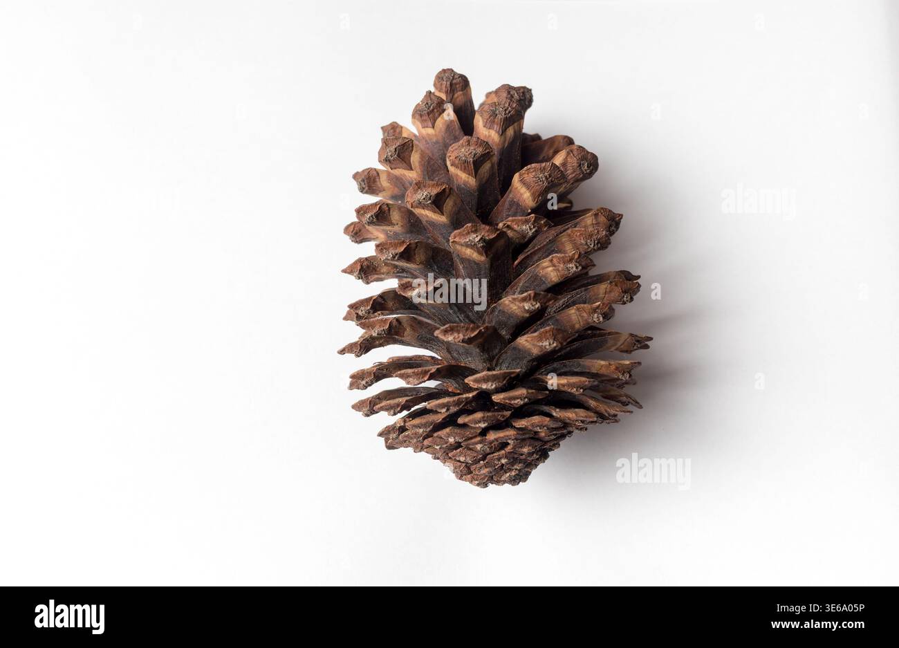 Grande pinecone marrone su sfondo bianco per disegni naturalistici Foto Stock