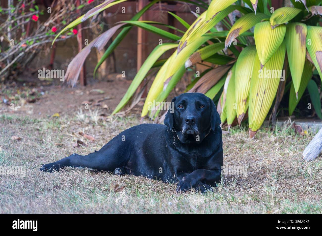 il Black labrador si rilassa in un giardino tropicale Foto Stock
