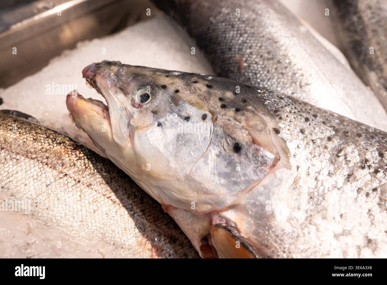 Pesce fresco su ghiaccio al mercato da vicino. Concetto di vendita al dettaglio di prodotti ittici, industria alimentare e commercio locale. Foto Stock