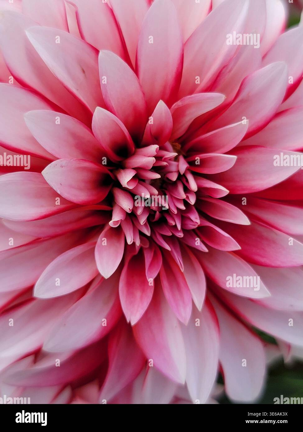 Primo piano di un fiore di dahlia rosa che mostra petali dettagliati e simmetria naturale. - Immagine stock catturata con smartphone