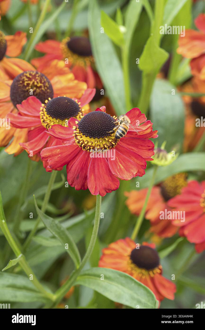 Girasole (Helenium 'Meranti'), RHS Garden Bridgewater, Gran Bretagna Foto Stock