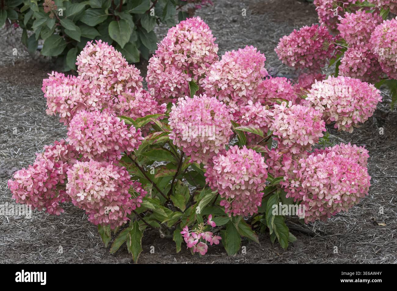 Panicle Hydrangea (Hydrangea paniculata LIVING RASPBERRY PINK), RHS Bridgewater, Gran Bretagna Foto Stock
