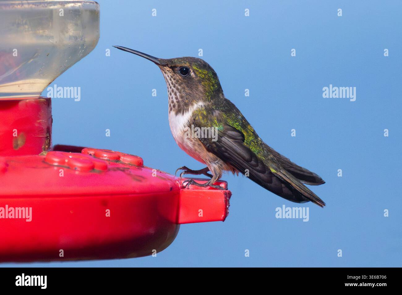 Talamanca Hummingbird (Eugenes spectabilis) arroccato su una fossa, provincia di San Jose, Costa Rica Foto Stock