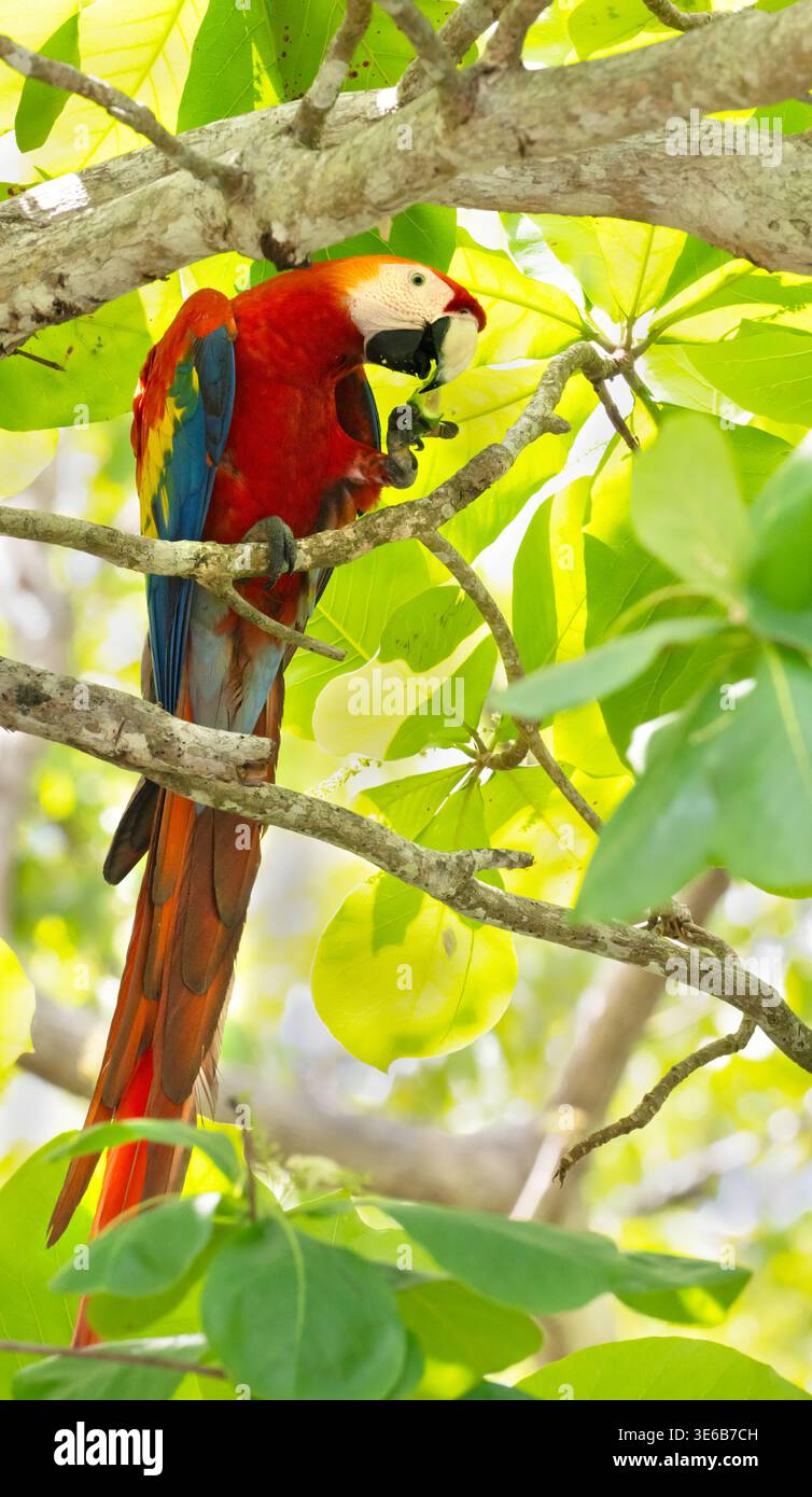 L'ara scarlatta (Ara macao) che si nutre del mandorlo nel Parco Nazionale del Corcovado, Costa Rica Foto Stock