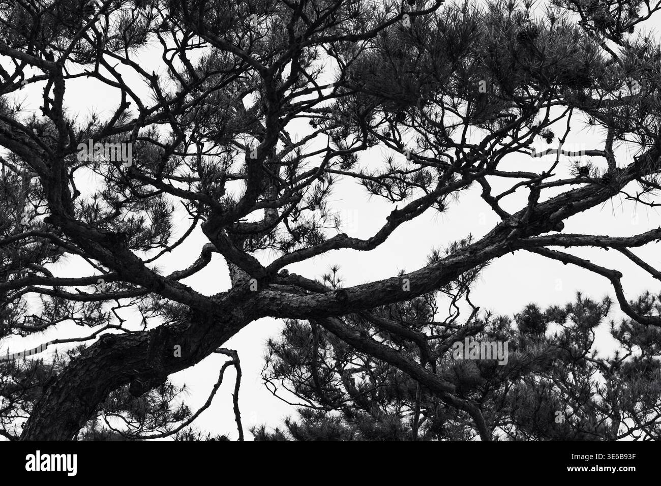 Immagine artistica in bianco e nero di rami d'albero che formano un modello astratto contro il cielo. Sfondo naturale minimale con forte contrasto Foto Stock